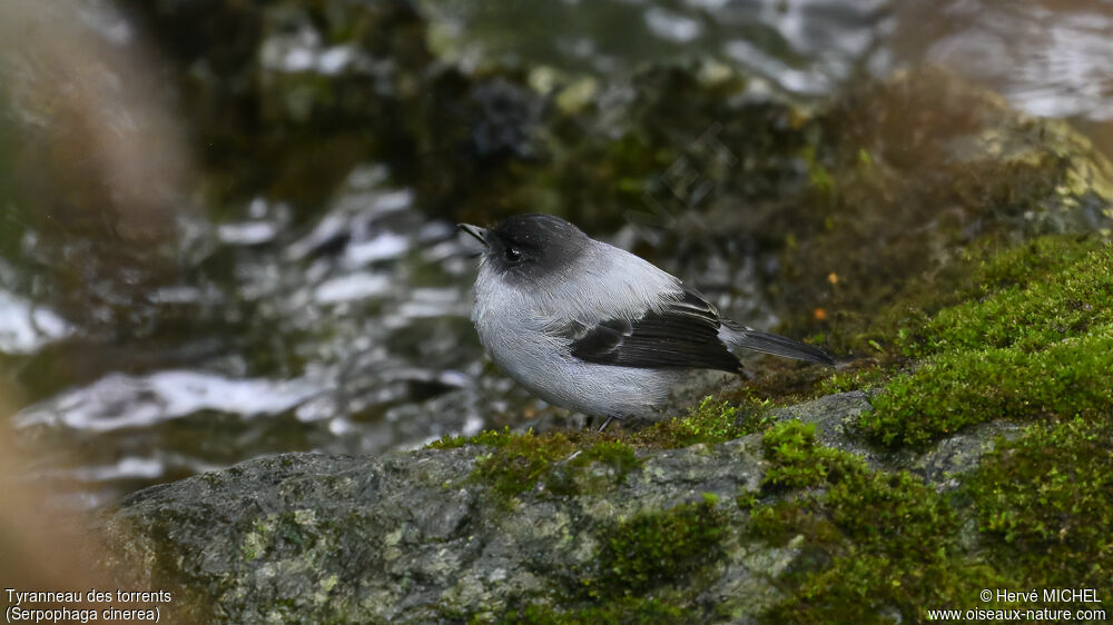 Torrent Tyrannulet