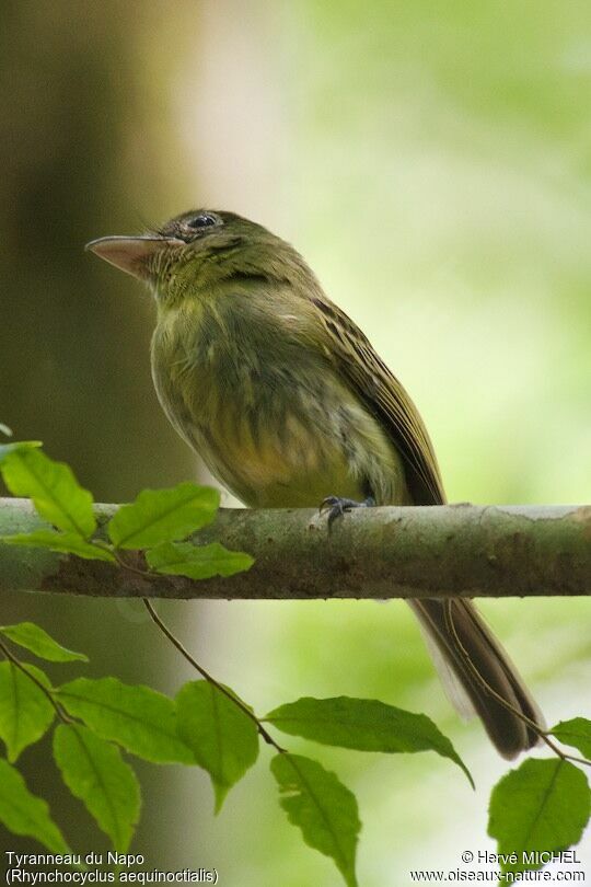 Western Olivaceous Flatbill