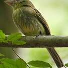 Tyranneau du Napo