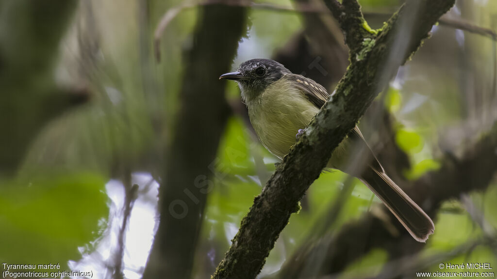 Marble-faced Bristle Tyrant