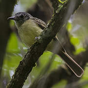 Marble-faced Bristle Tyrant