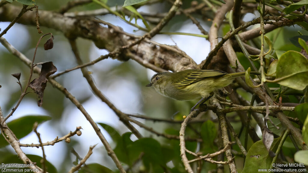 Mistletoe Tyrannulet