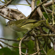 Mistletoe Tyrannulet