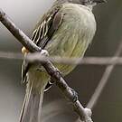 Tyranneau vif