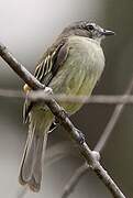 Guianan Tyrannulet