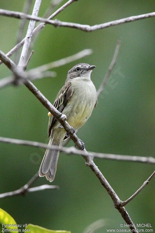 Tyranneau vif, identification