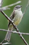 Guianan Tyrannulet