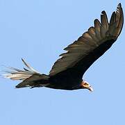 Lesser Yellow-headed Vulture