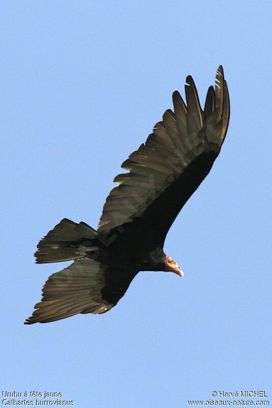 Lesser Yellow-headed Vultureadult, Flight