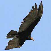 Lesser Yellow-headed Vulture