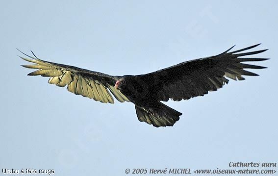 Turkey Vulture