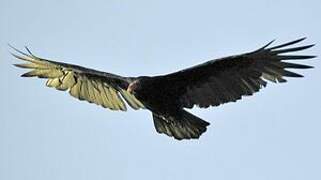 Turkey Vulture