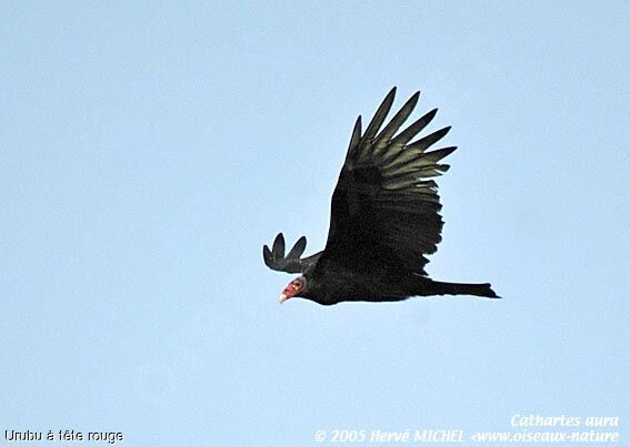 Turkey Vulture