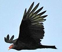 Turkey Vulture