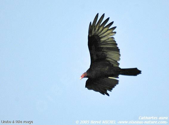 Turkey Vulture