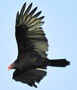 Turkey Vulture