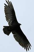 Turkey Vulture