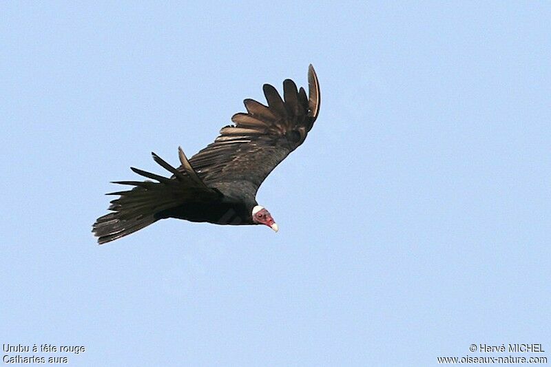 Turkey Vultureadult, Flight