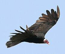 Turkey Vulture