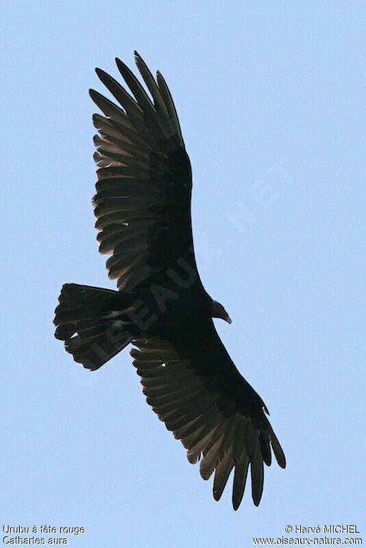 Turkey Vulture, Flight