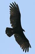 Turkey Vulture