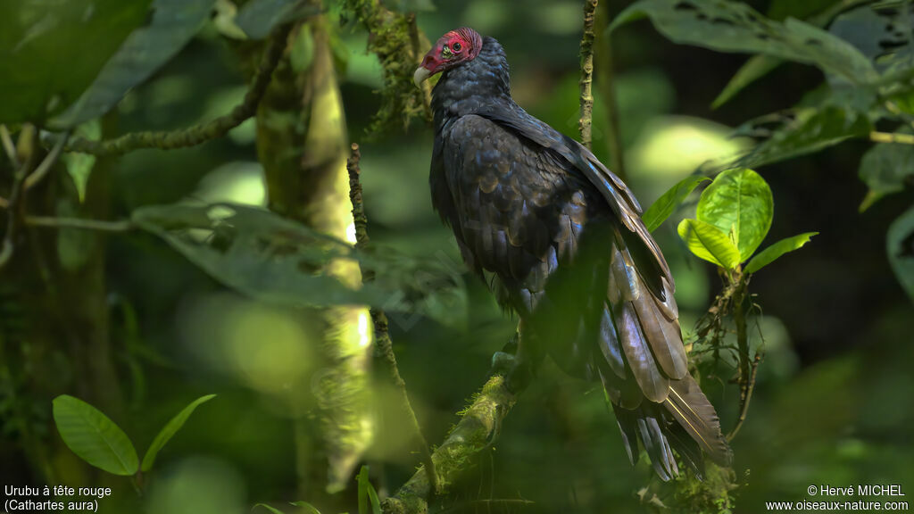 Turkey Vulture