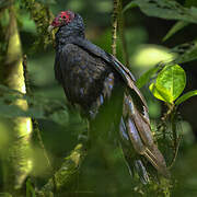 Turkey Vulture