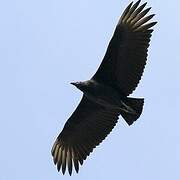 Black Vulture