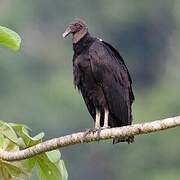 Black Vulture