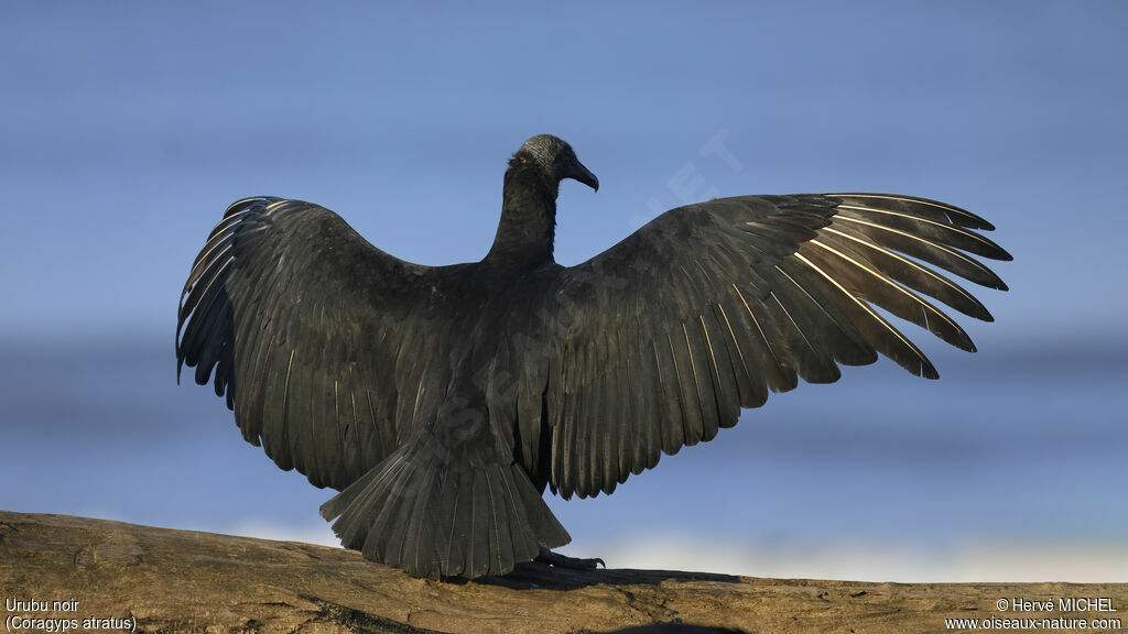 Black Vulture