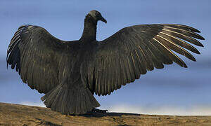 Black Vulture