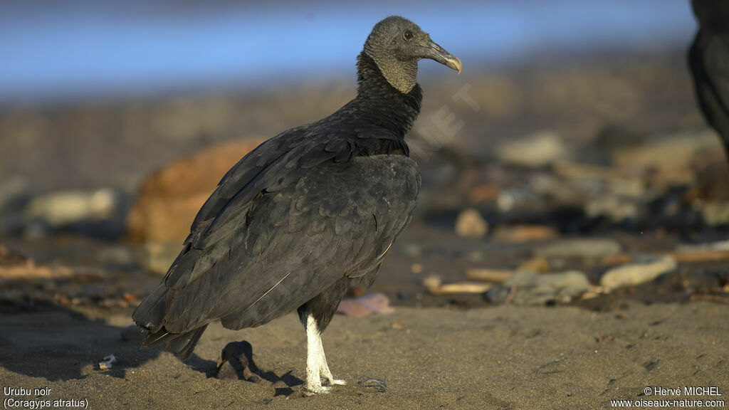 Black Vulture