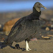 Black Vulture