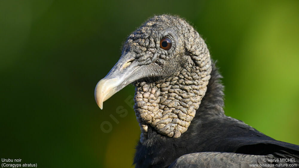 Black Vulture