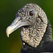 Black Vulture