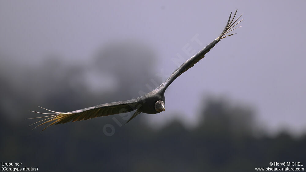 Black Vulture