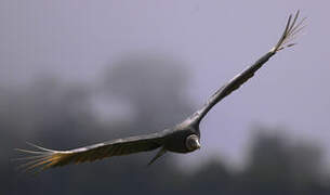 Black Vulture