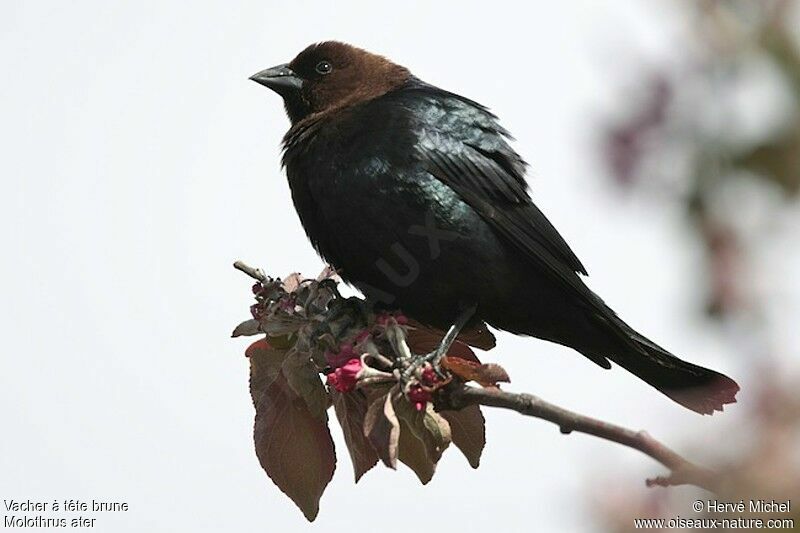 Brown-headed Cowbirdadult breeding