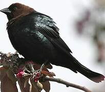 Brown-headed Cowbird