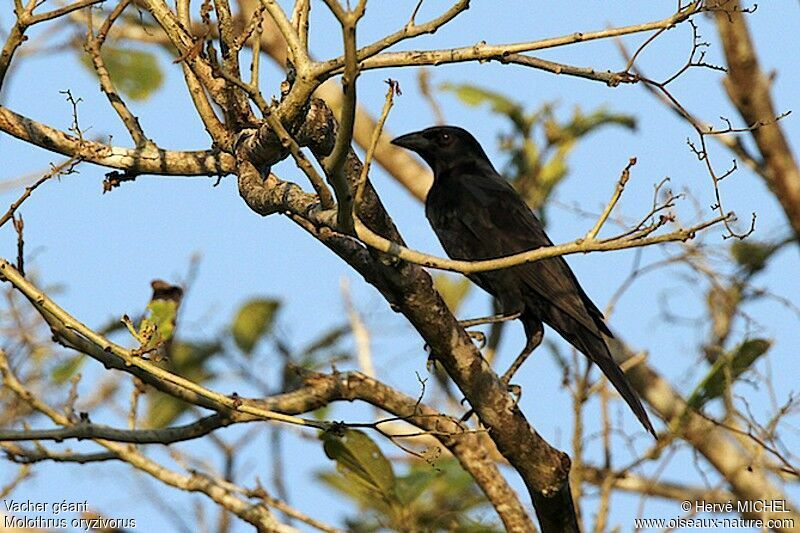 Giant Cowbird female adult, identification