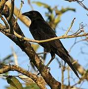 Giant Cowbird