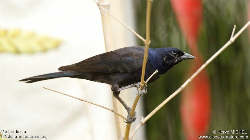 Shiny Cowbird male adult