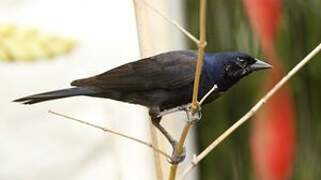 Shiny Cowbird