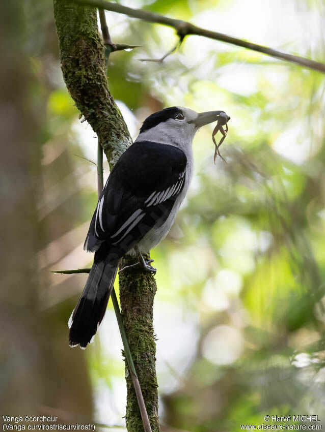 Hook-billed Vangaadult