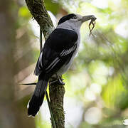 Hook-billed Vanga