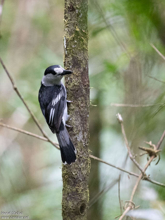 Hook-billed Vangaadult, Behaviour