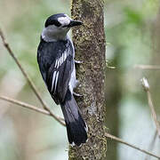 Hook-billed Vanga