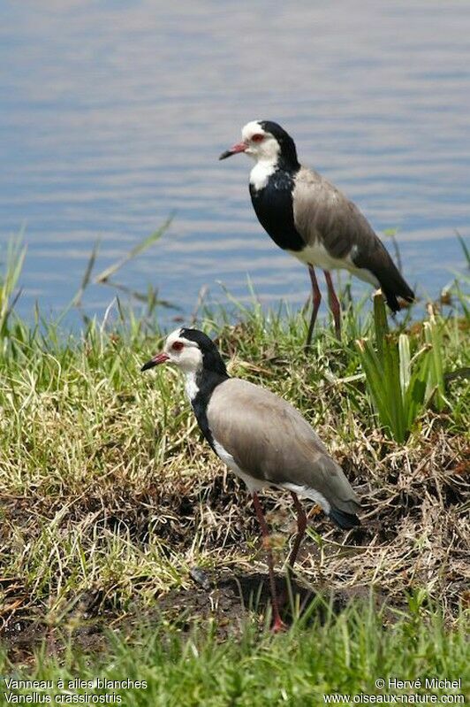 Long-toed Lapwingadult