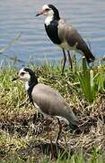 Long-toed Lapwing