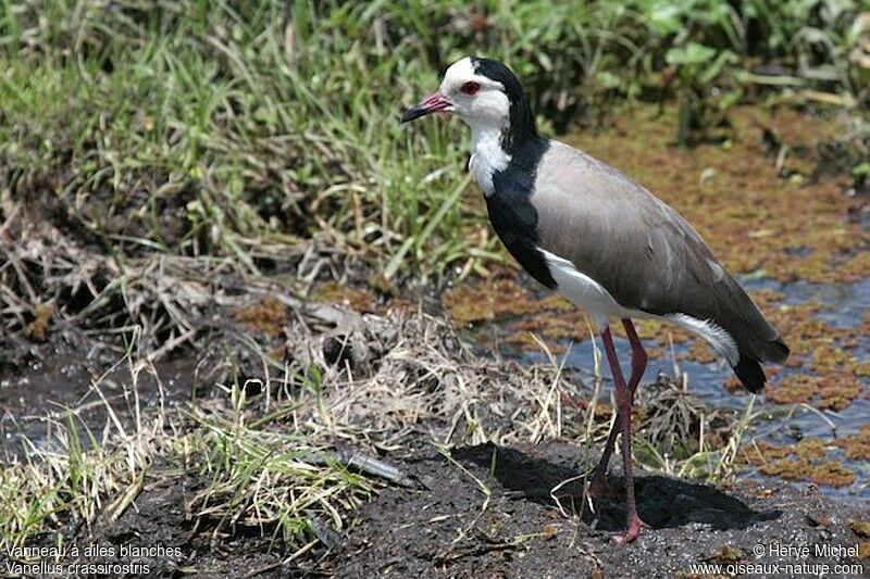 Long-toed Lapwingadult